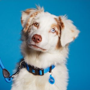 myfamily-memopet-blue-dog-collar