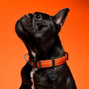 myfamily-memopet-orange-dog-collar