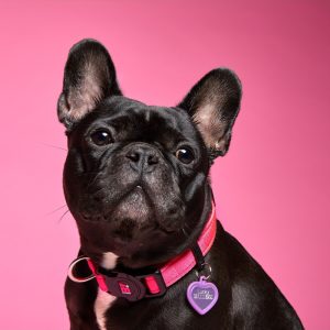 myfamily-memopet-pink-dog-collar